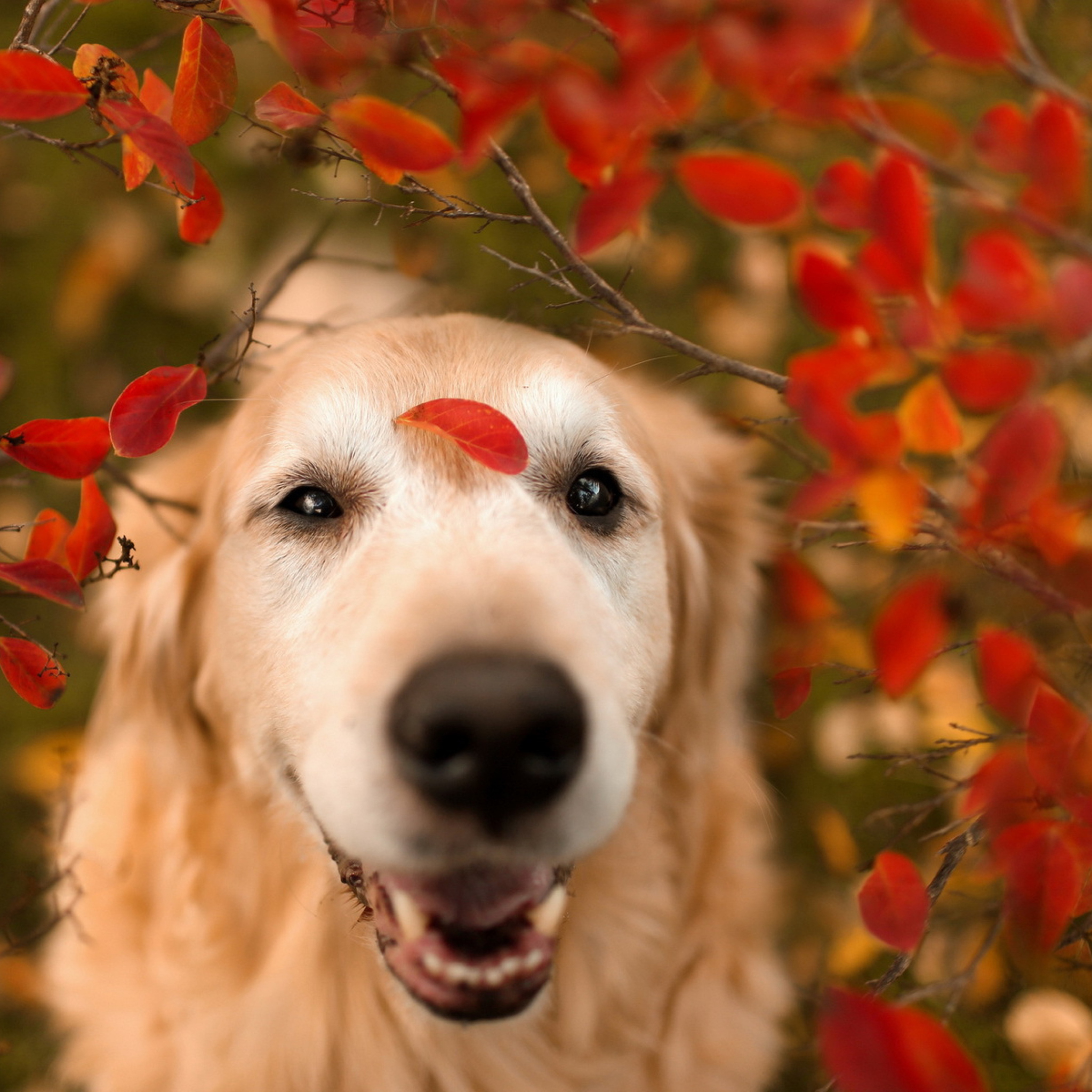 Screenshot №1 pro téma Autumn Dog's Portrait 2048x2048