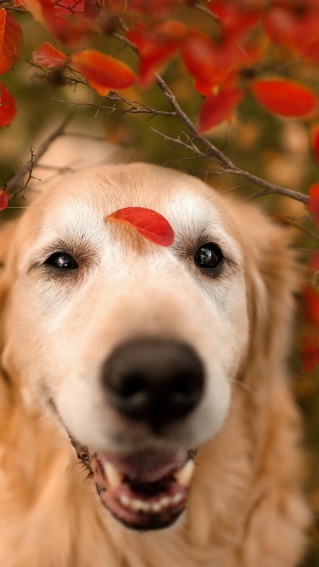 Screenshot №1 pro téma Autumn Dog's Portrait 640x1136