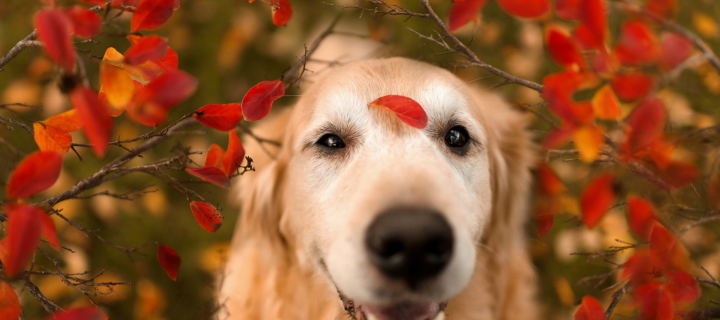 Screenshot №1 pro téma Autumn Dog's Portrait 720x320