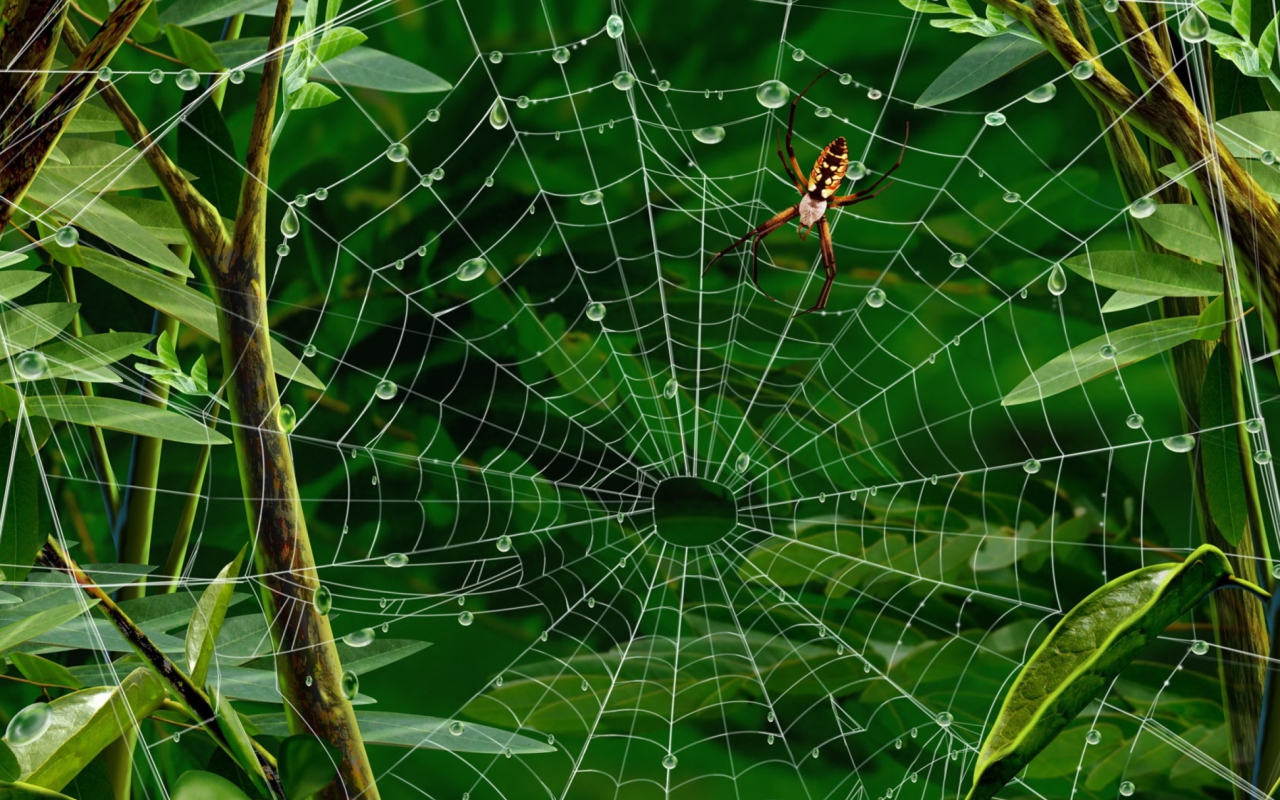 Screenshot №1 pro téma Spider On Net 1280x800