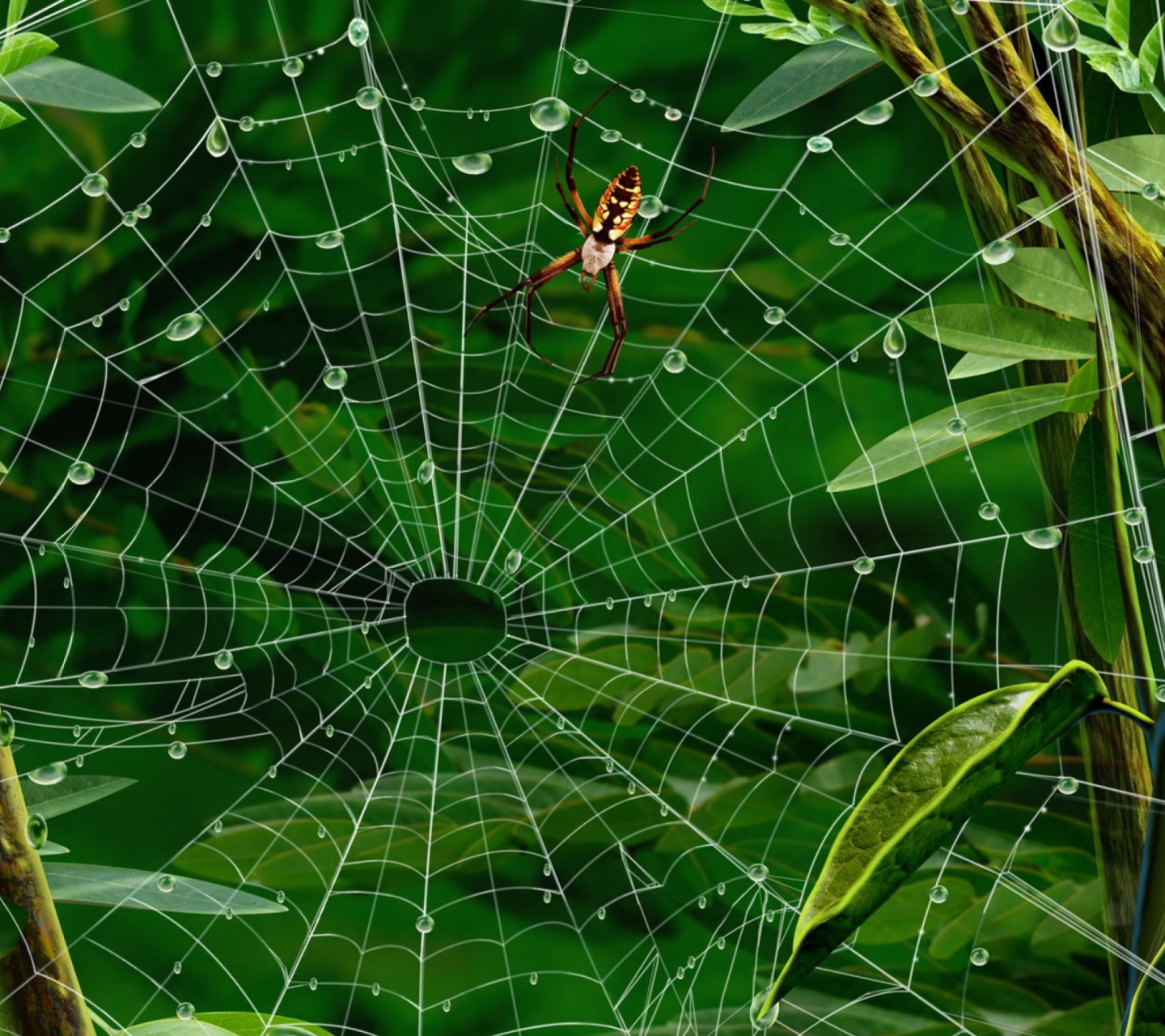 Обои Spider On Net 1440x1280
