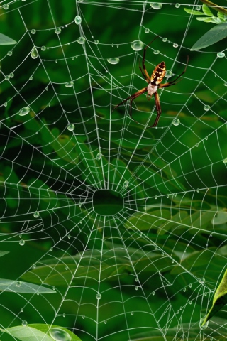 Screenshot №1 pro téma Spider On Net 320x480