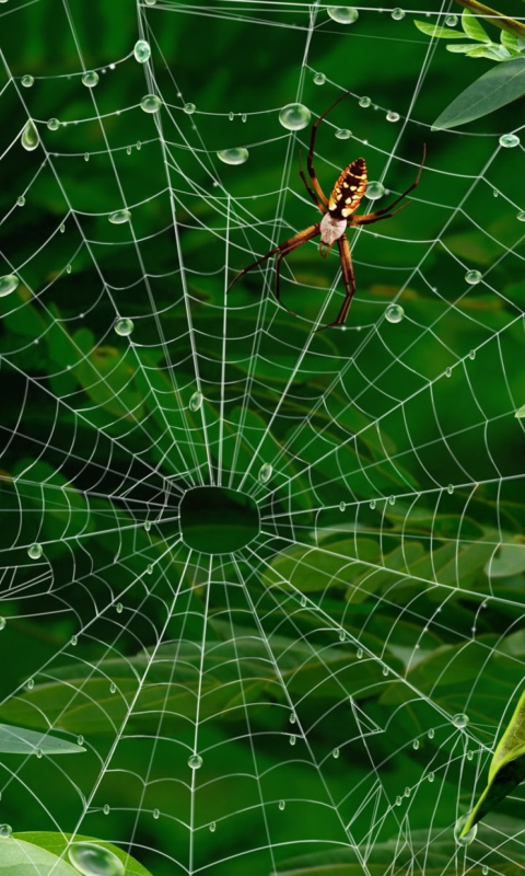 Spider On Net wallpaper 480x800