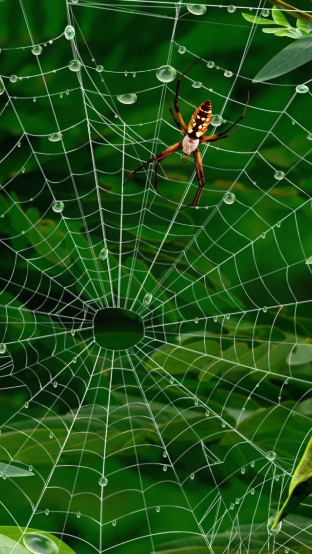 Обои Spider On Net 640x1136