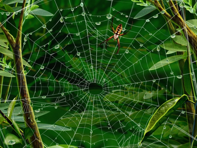 Sfondi Spider On Net 640x480