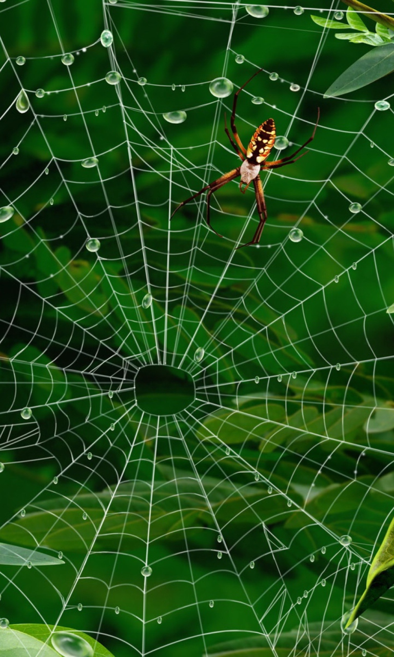 Fondo de pantalla Spider On Net 768x1280