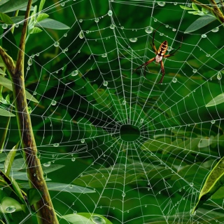 Kostenloses Spider On Net Wallpaper für iPad mini 2