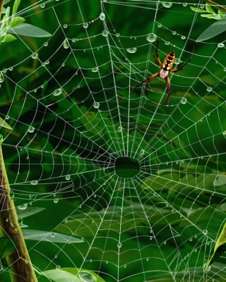 Kostenloses Spider On Net Wallpaper für iPhone 4S