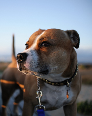 Dog Friend - Obrázkek zdarma pro Nokia Asha 306