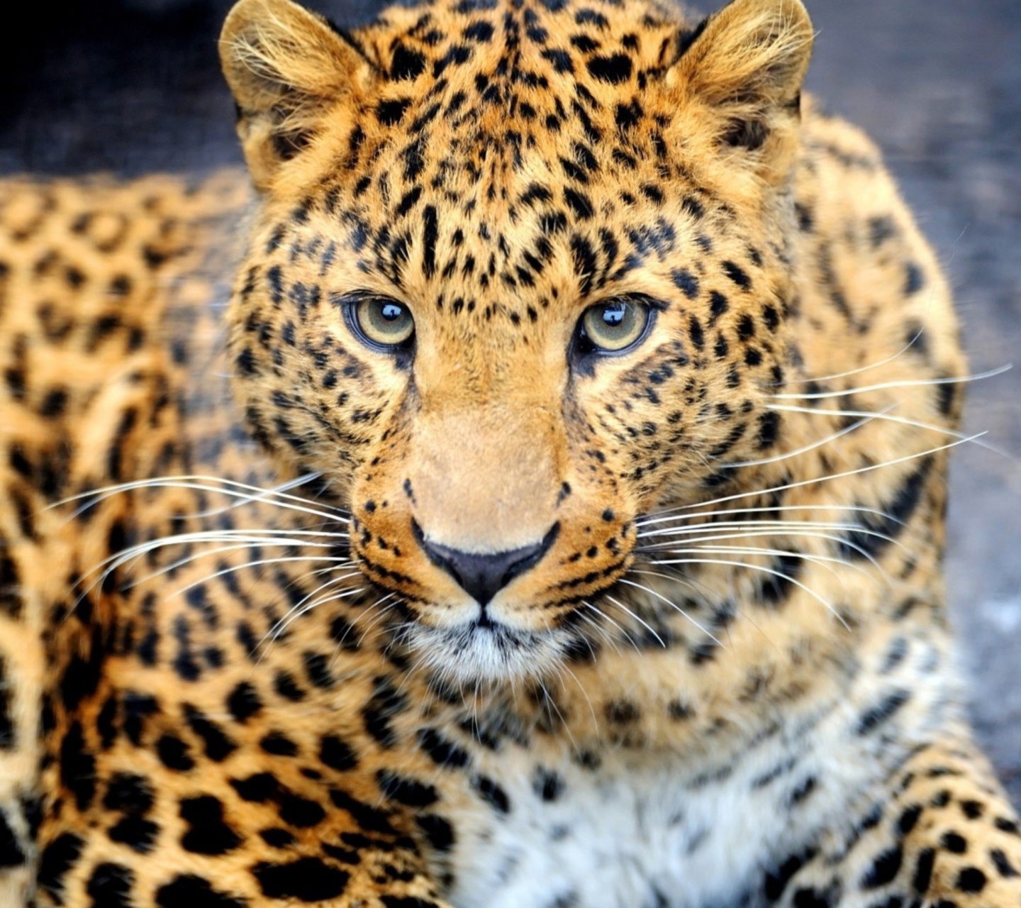 Leopard Predator wallpaper 1440x1280
