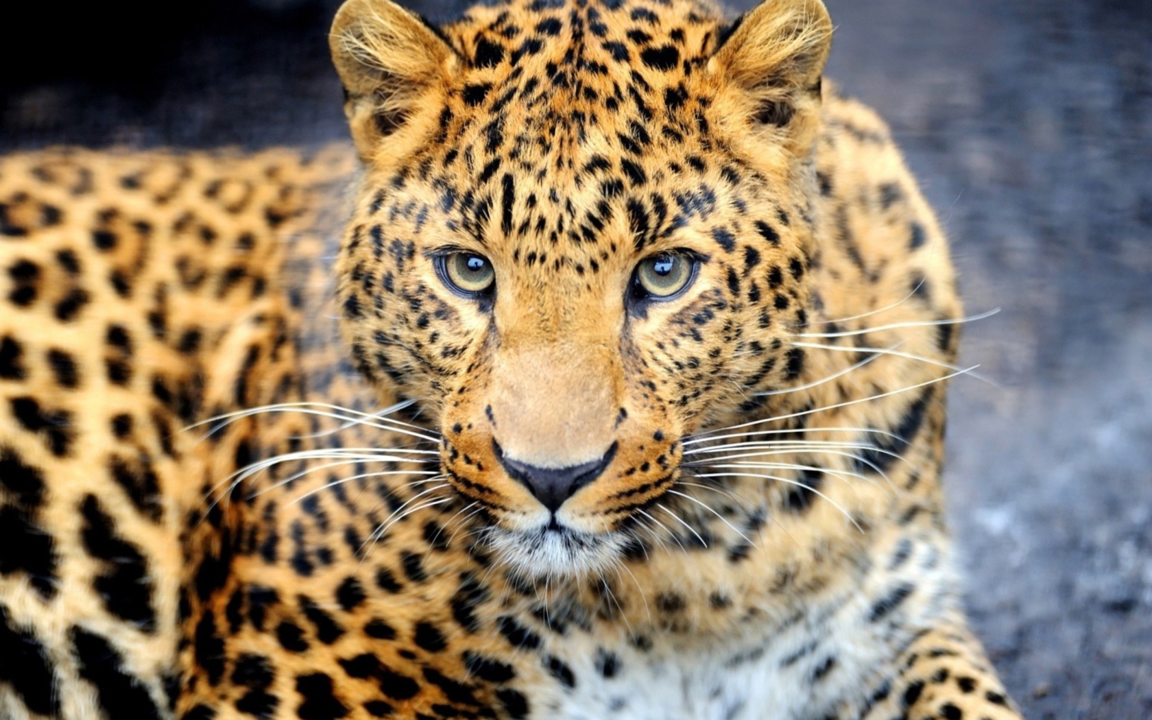 Screenshot №1 pro téma Leopard Predator 1680x1050