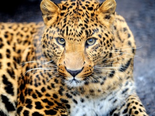 Sfondi Leopard Predator 320x240