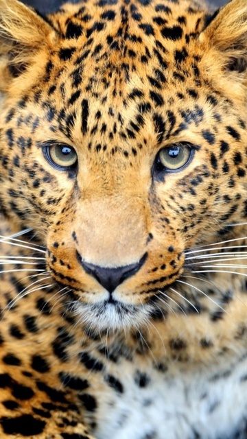 Fondo de pantalla Leopard Predator 360x640
