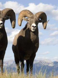 Mountain Bighorn Sheep wallpaper 240x320