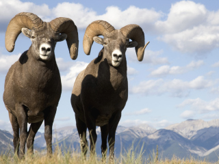 Screenshot №1 pro téma Mountain Bighorn Sheep 320x240