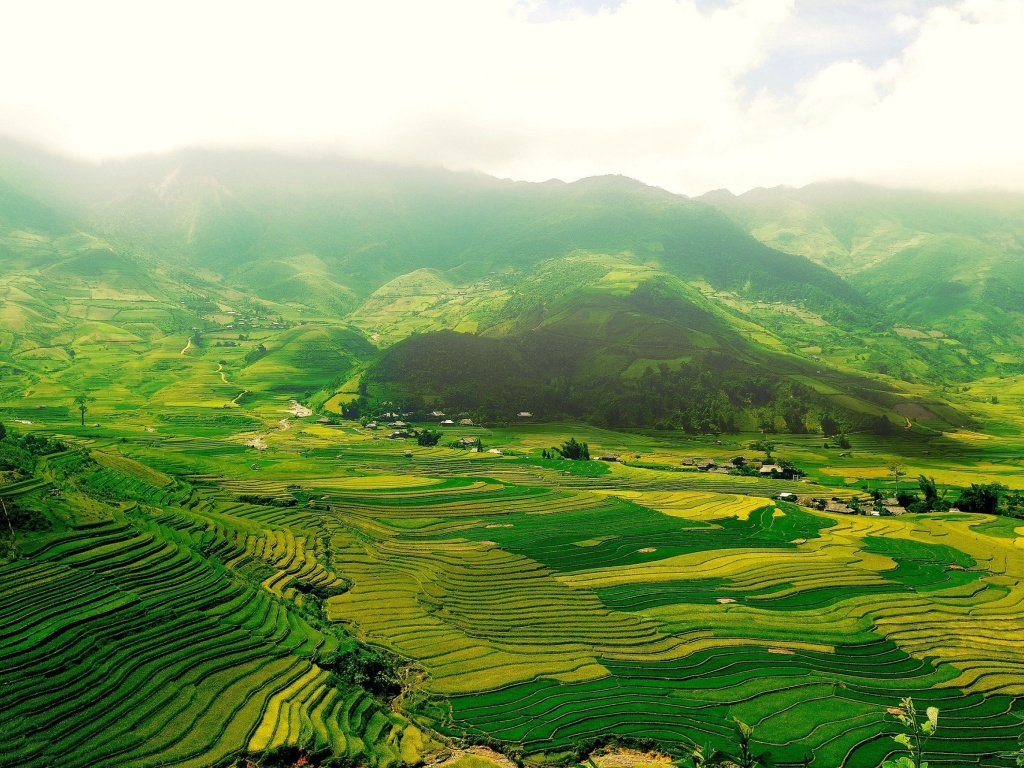 Sfondi Vietnam Landscape Field in Ninhbinh 1024x768