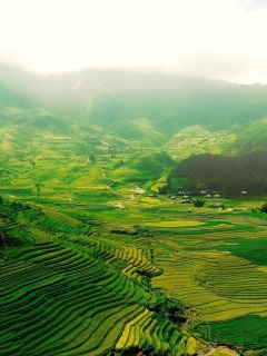 Das Vietnam Landscape Field in Ninhbinh Wallpaper 240x320
