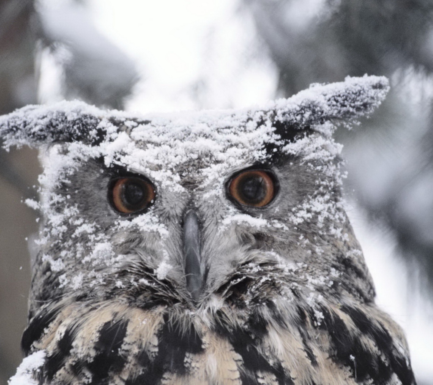 Fondo de pantalla Owl And Snow 1440x1280