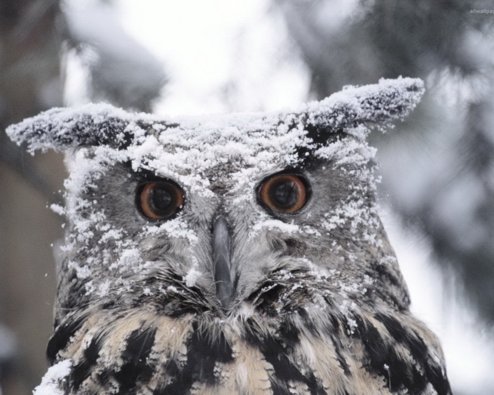 Screenshot №1 pro téma Owl And Snow 1600x1280