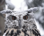 Fondo de pantalla Owl And Snow 176x144