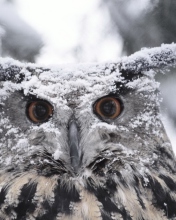 Owl And Snow wallpaper 176x220