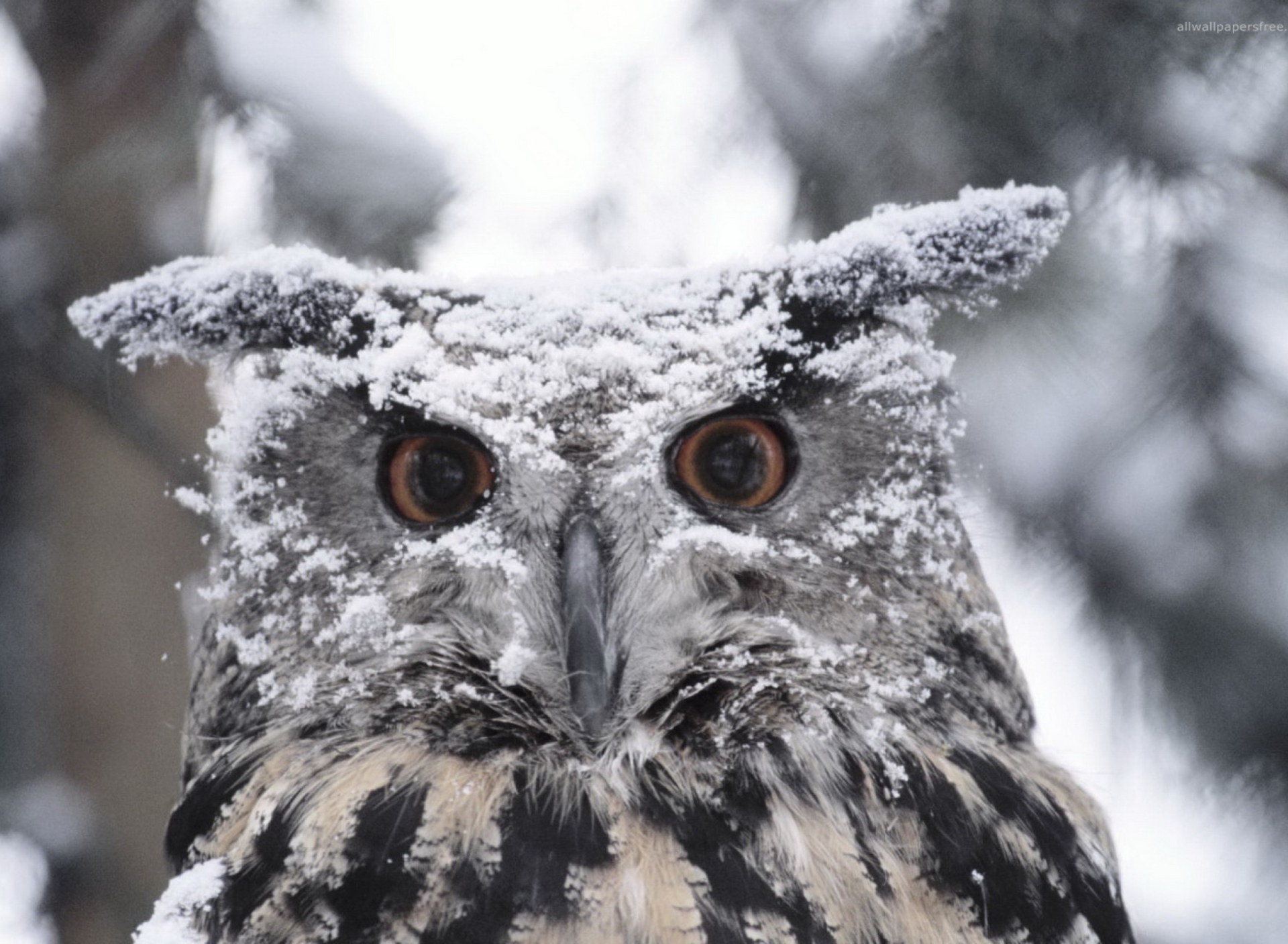 Обои Owl And Snow 1920x1408