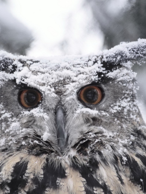 Owl And Snow wallpaper 480x640