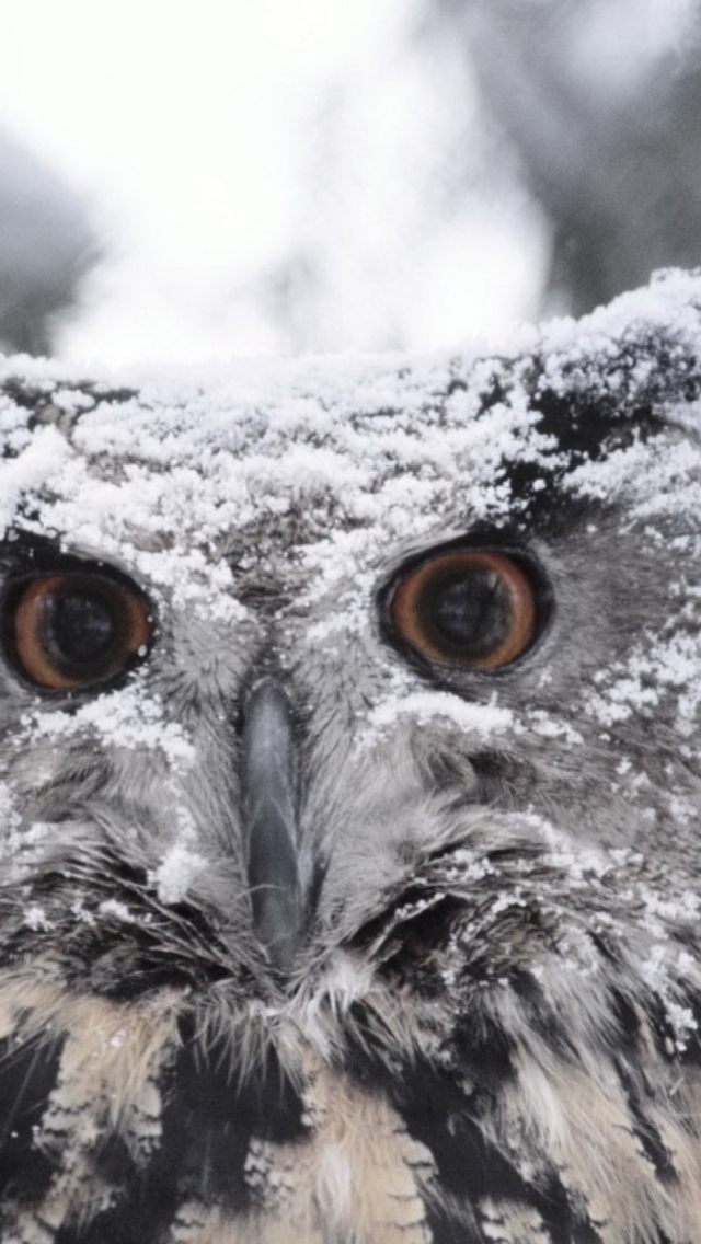 Fondo de pantalla Owl And Snow 640x1136