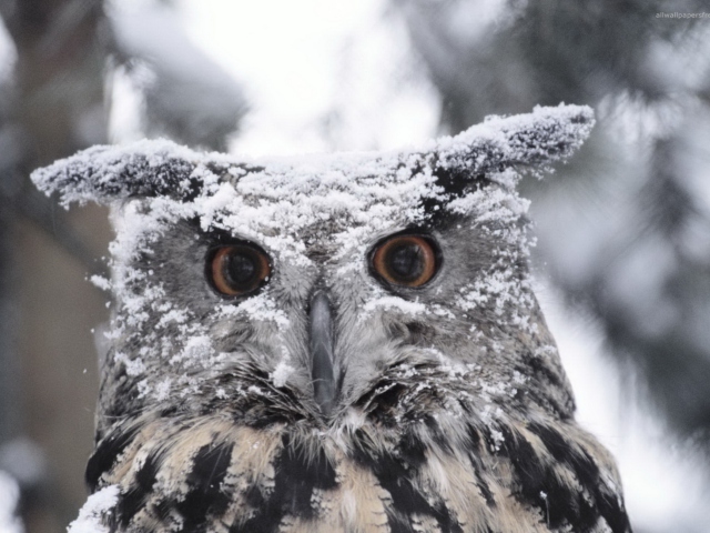 Das Owl And Snow Wallpaper 640x480