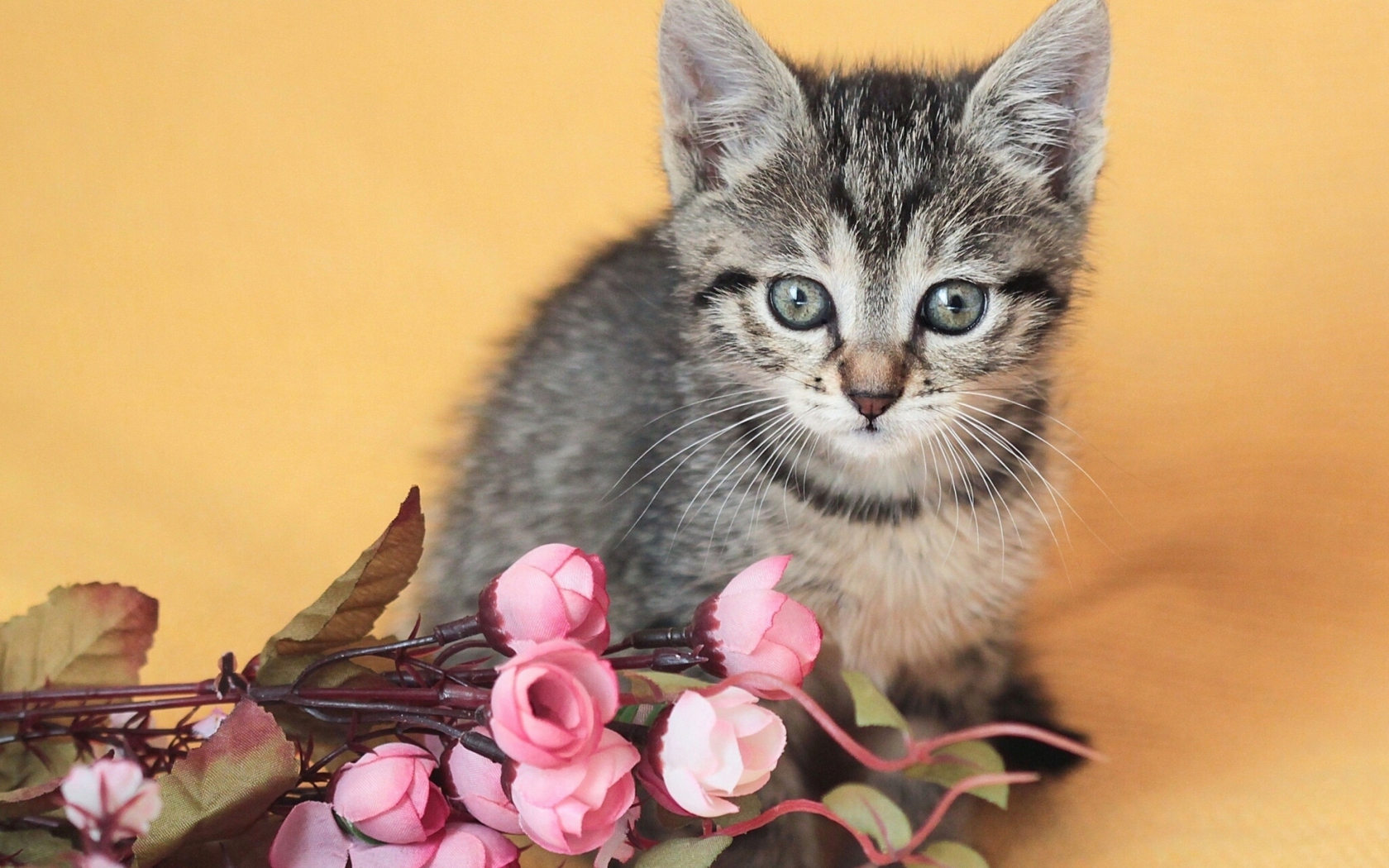 Screenshot №1 pro téma Cute Grey Kitten And Pink Flowers 1680x1050