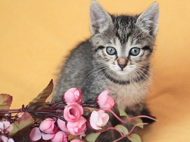 Обои Cute Grey Kitten And Pink Flowers 640x480