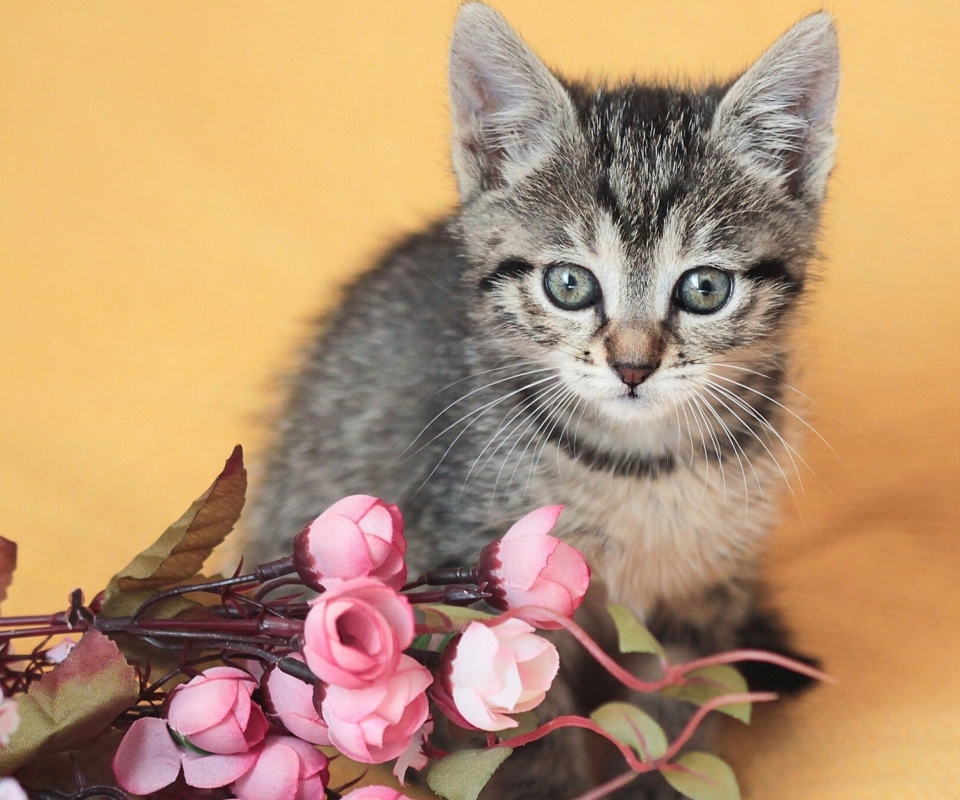 Screenshot №1 pro téma Cute Grey Kitten And Pink Flowers 960x800
