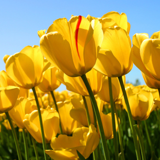 Tulips sfondi gratuiti per iPad mini 2