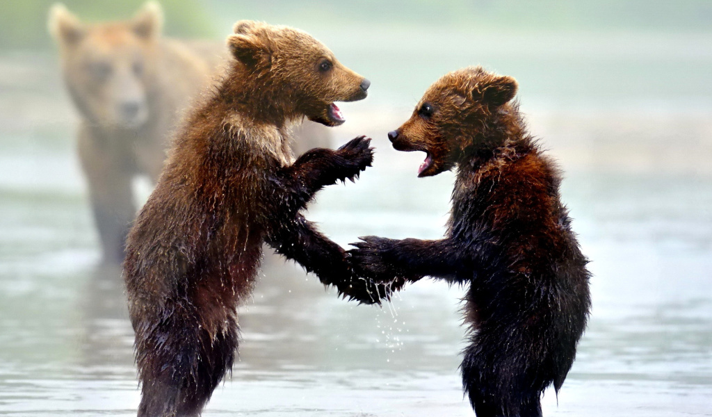 Fondo de pantalla Bear cubs 1024x600