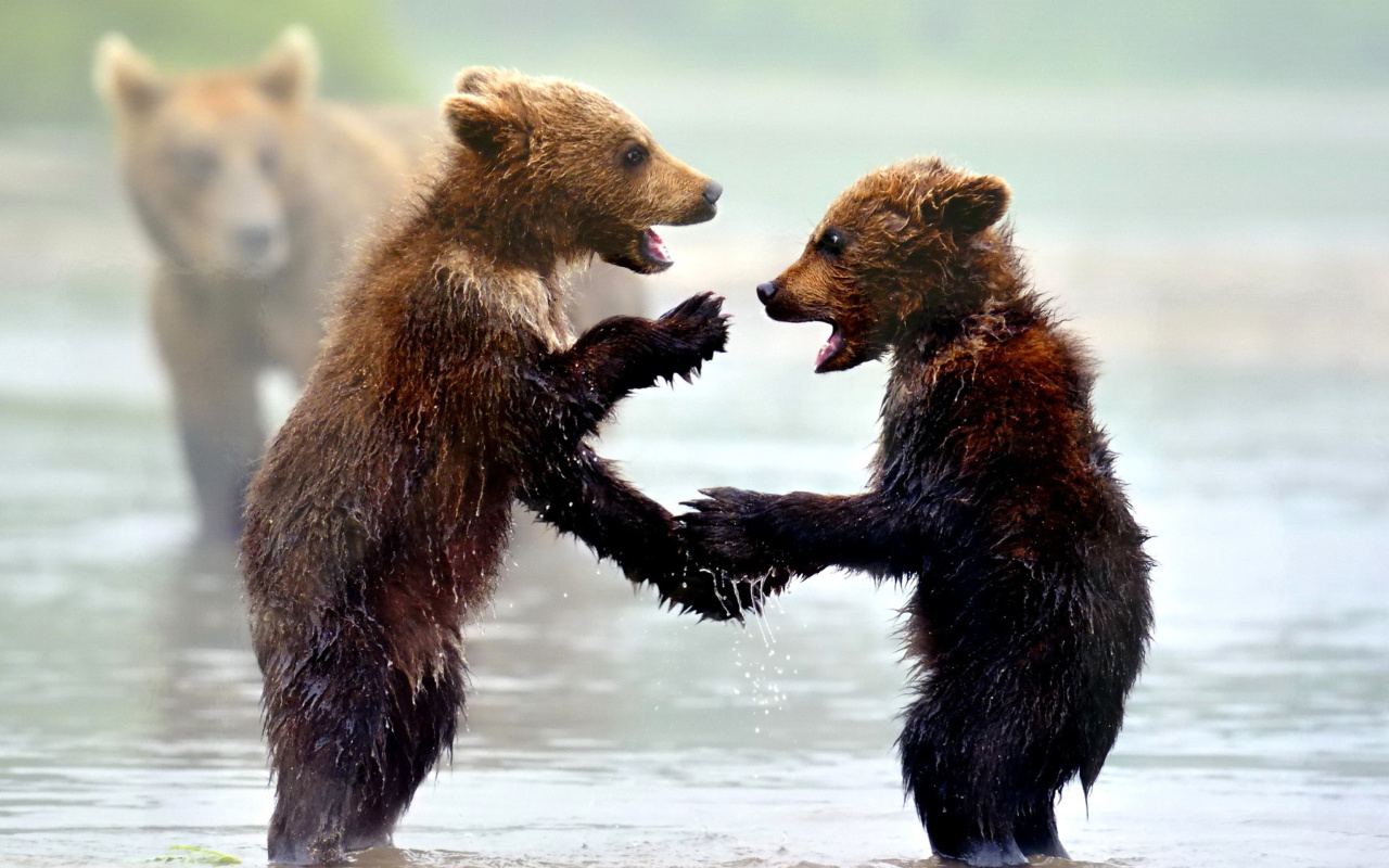 Das Bear cubs Wallpaper 1280x800