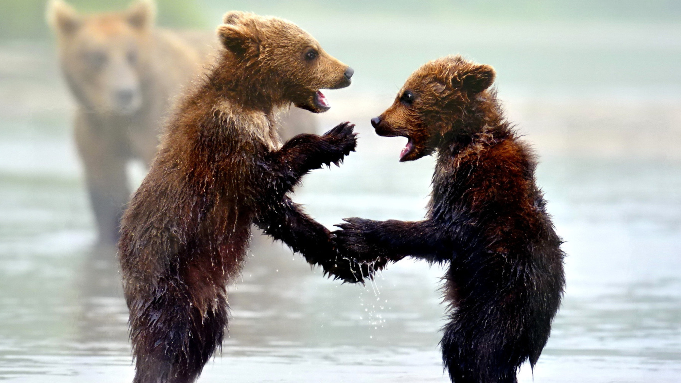 Sfondi Bear cubs 1366x768