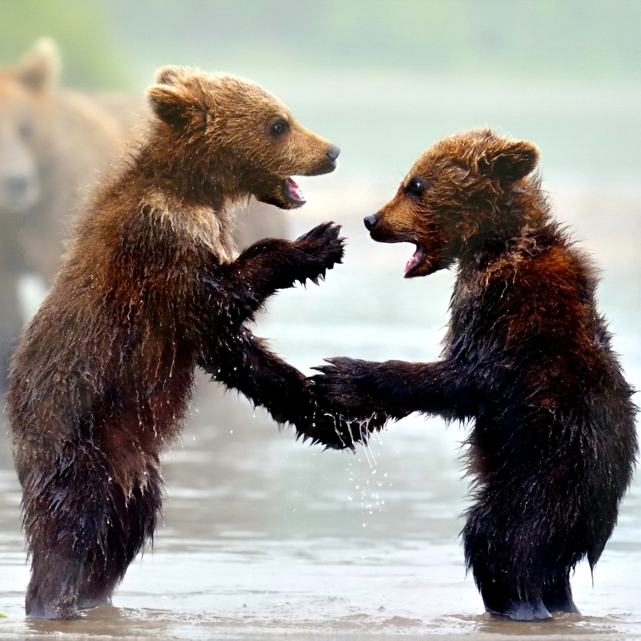 Das Bear cubs Wallpaper 2048x2048