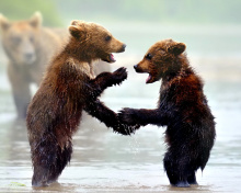 Sfondi Bear cubs 220x176