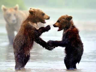 Bear cubs wallpaper 320x240