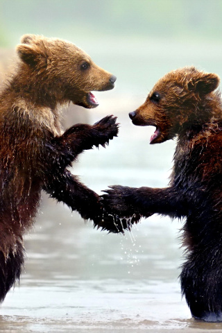 Fondo de pantalla Bear cubs 320x480