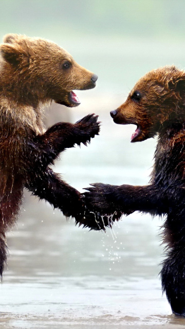 Обои Bear cubs 360x640