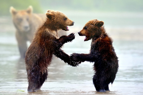 Bear cubs wallpaper 480x320