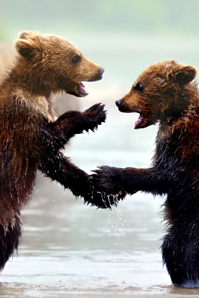 Fondo de pantalla Bear cubs 640x960