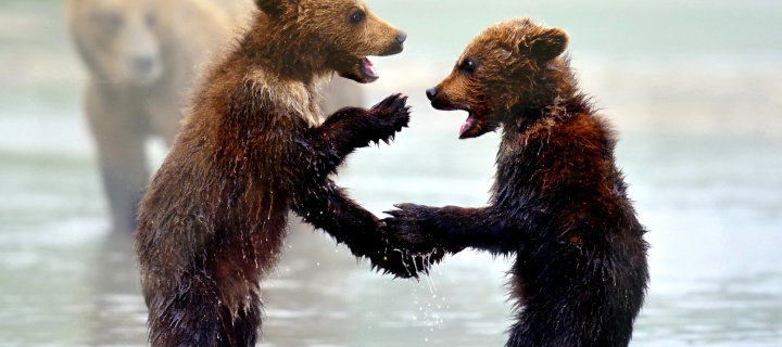 Das Bear cubs Wallpaper 720x320