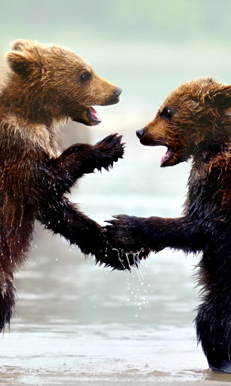 Bear cubs wallpaper 768x1280