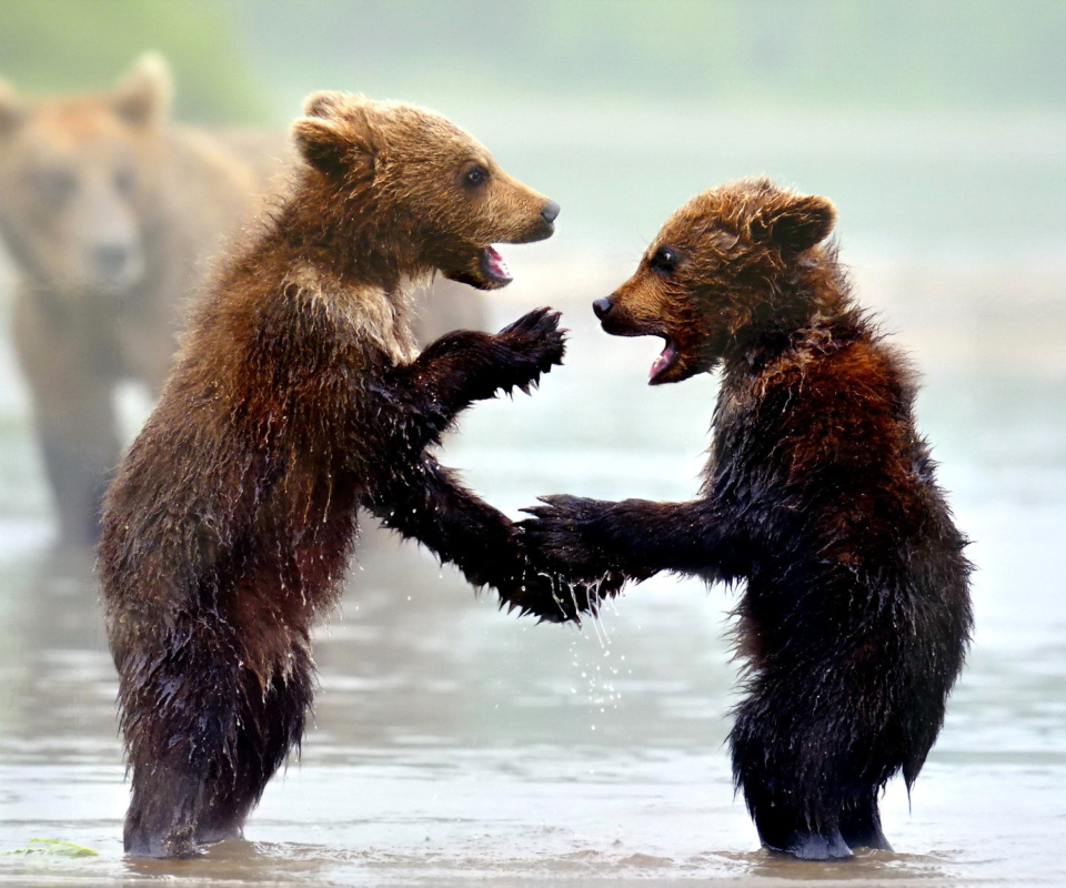 Bear cubs wallpaper 960x800