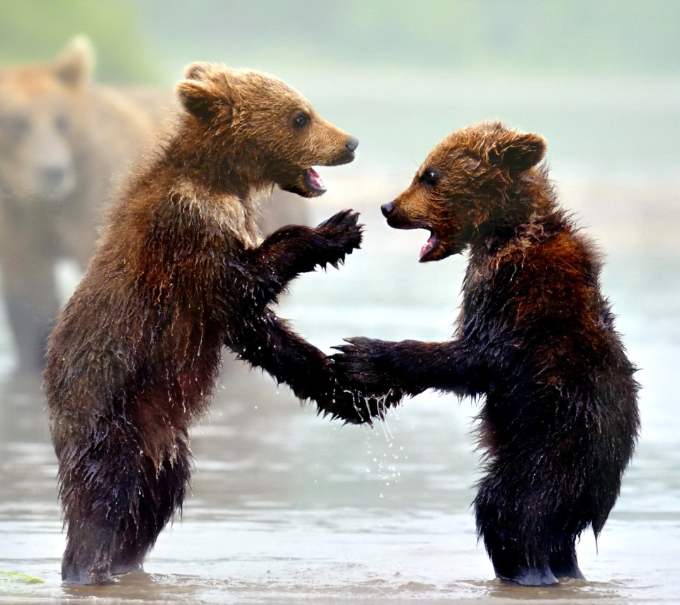 Обои Bear cubs 960x854