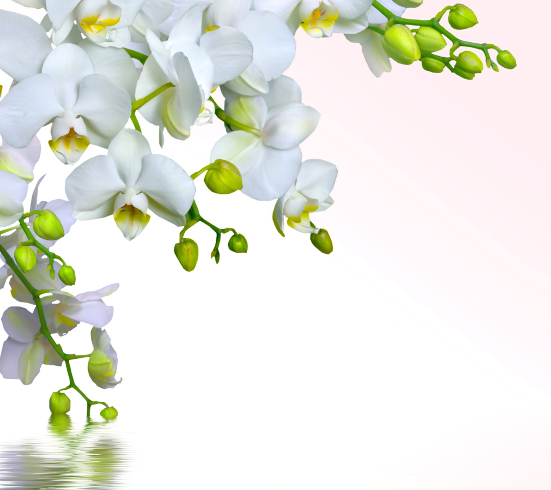 Sfondi Tenderness White Orchid 1080x960
