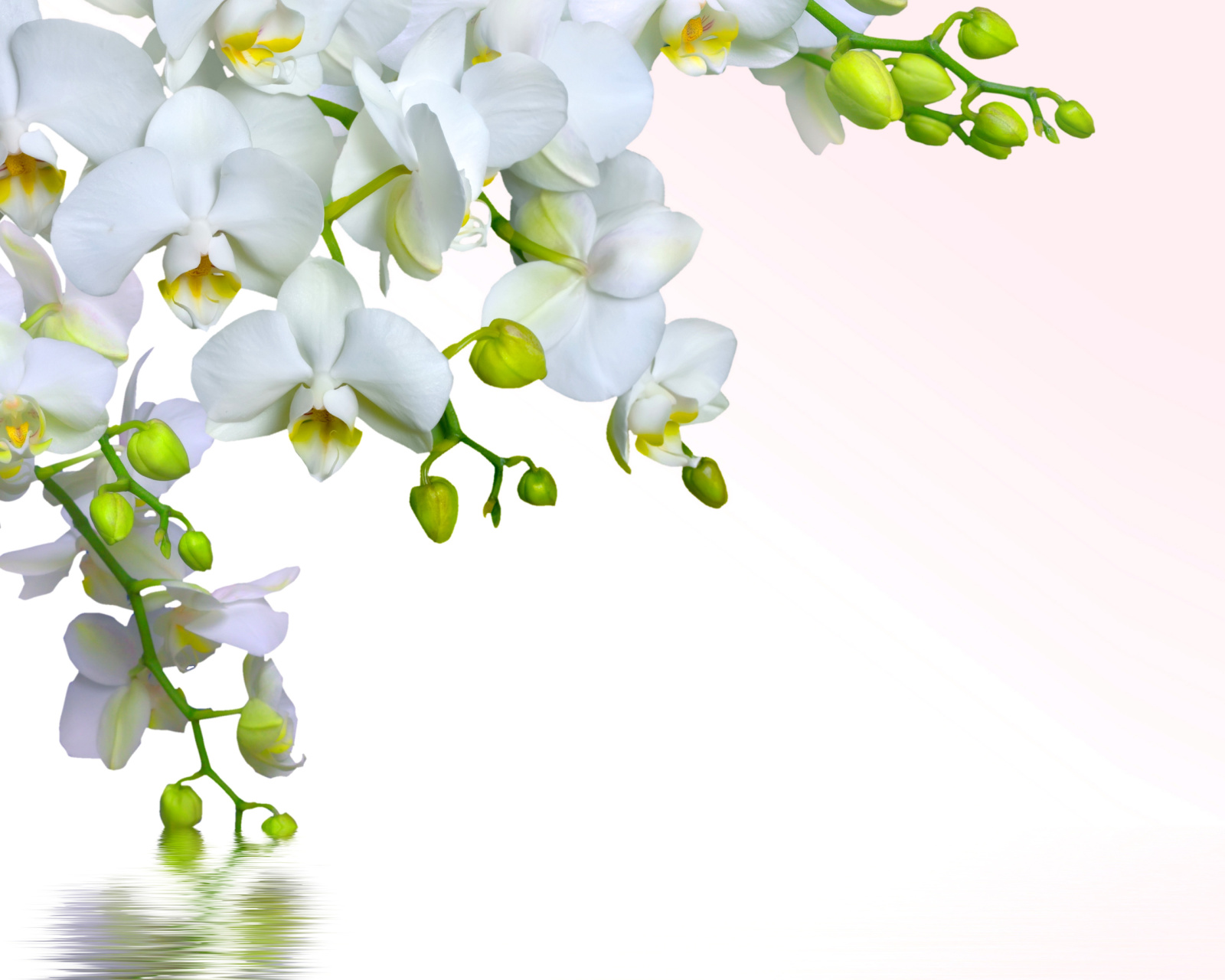 Tenderness White Orchid wallpaper 1600x1280