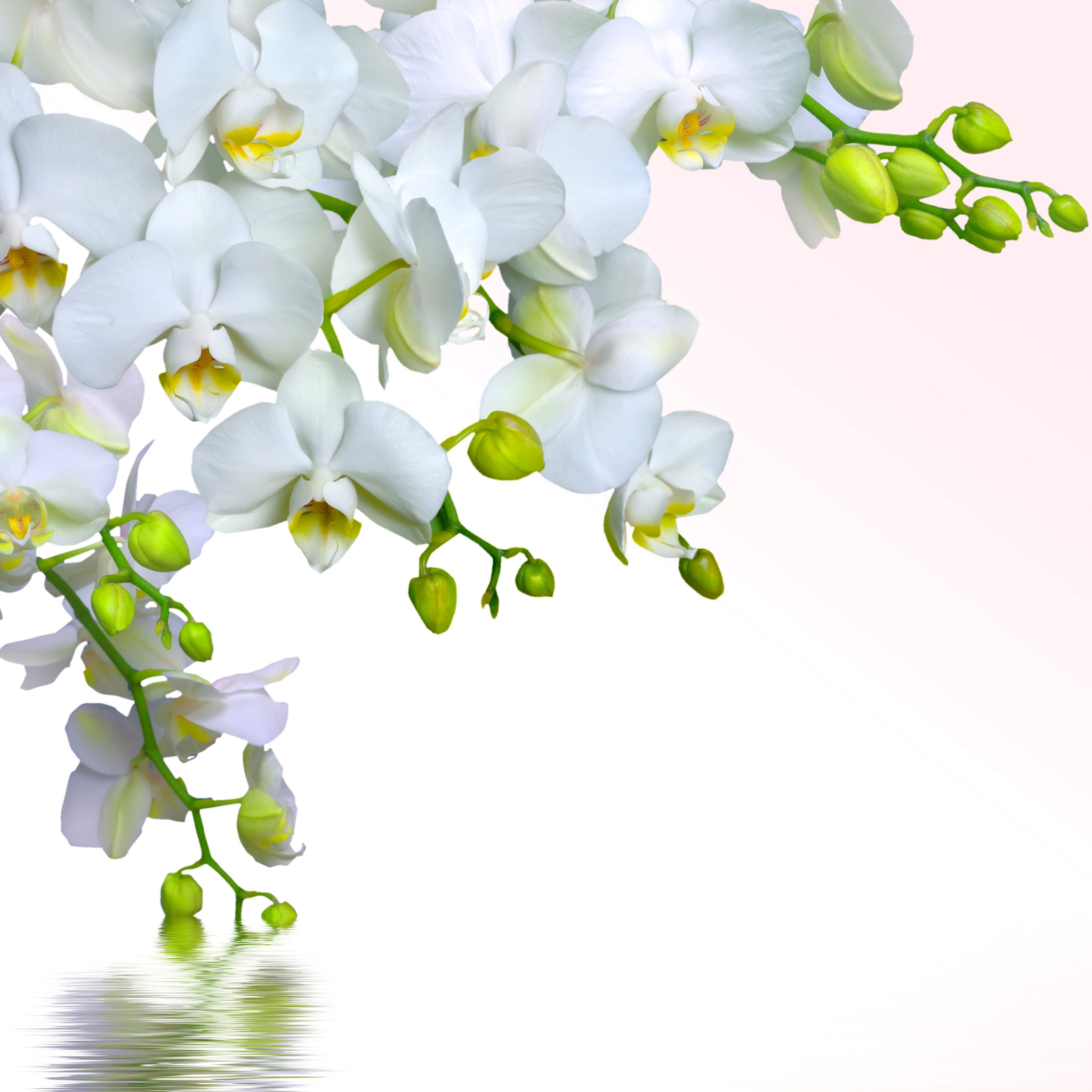 Tenderness White Orchid wallpaper 2048x2048